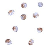 ICC - PDCD5 Antibody ASC10845